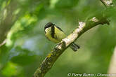 Mésange charbonnière