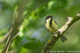 Mésange charbonnière