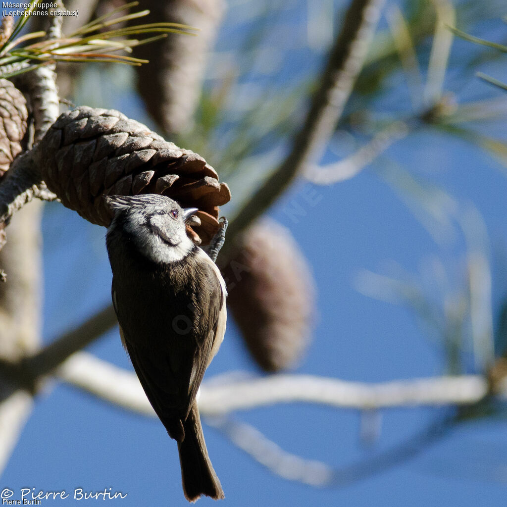 Crested Tit