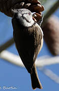 Crested Tit