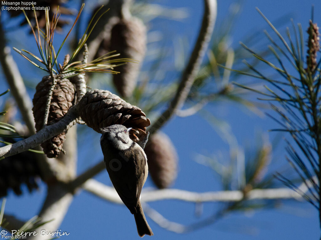 Crested Tit