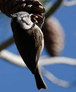 Crested Tit