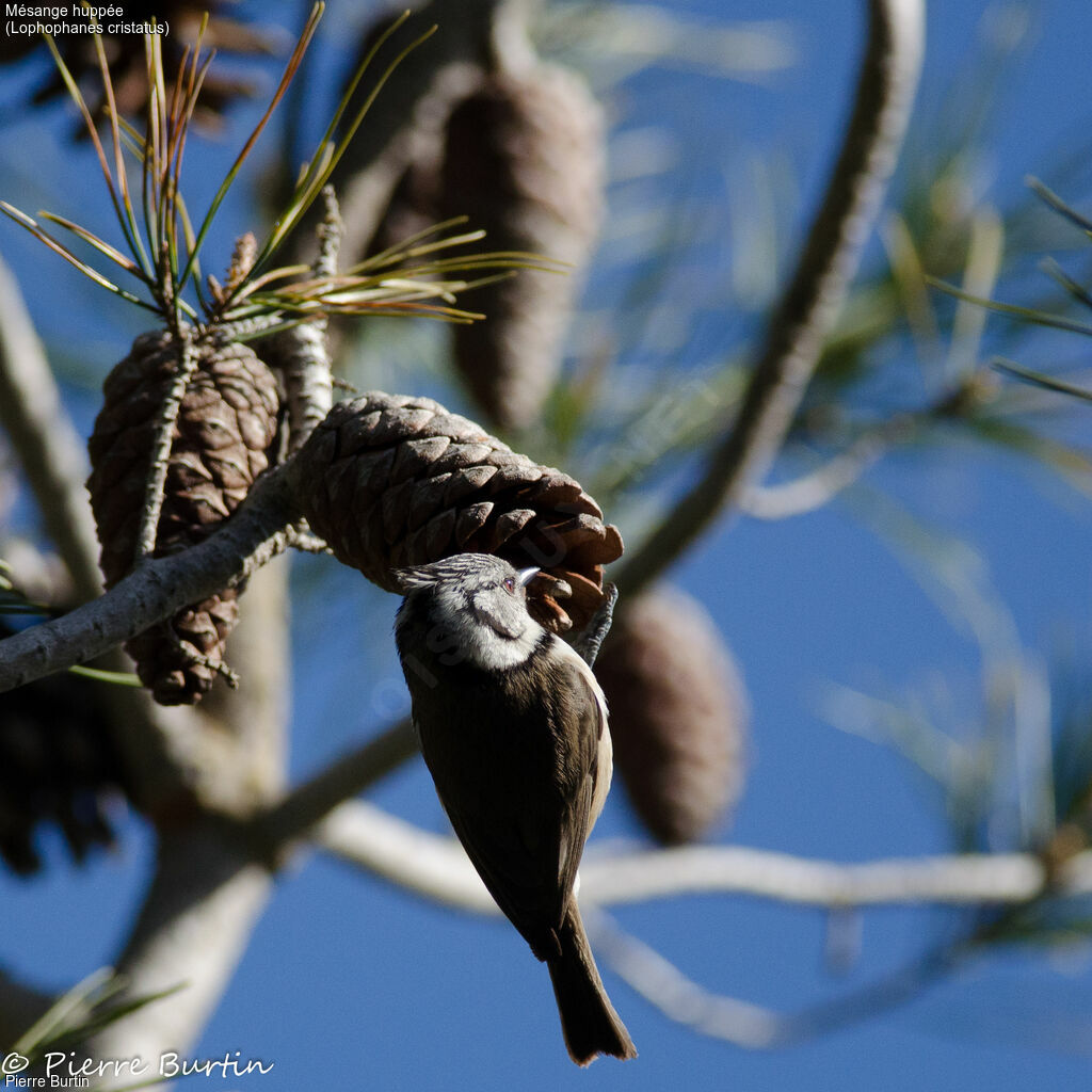 Crested Tit