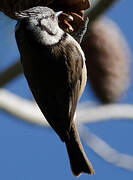 European Crested Tit