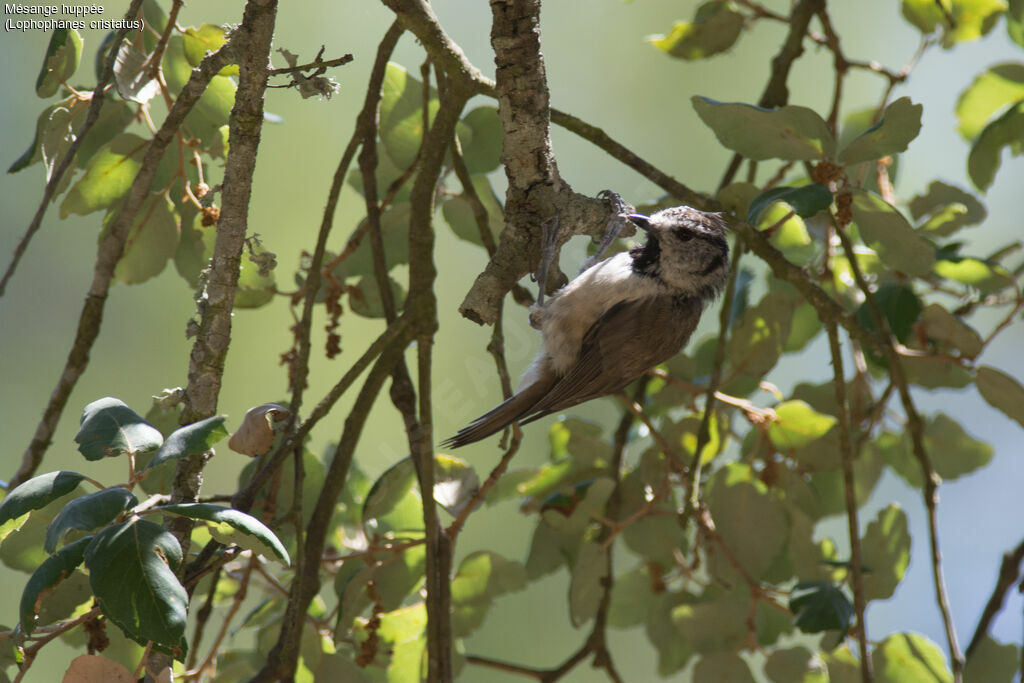 Mésange huppée