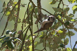 Crested Tit