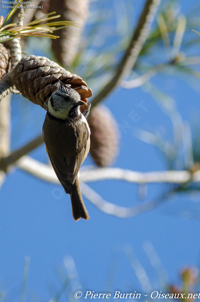 European Crested Tit