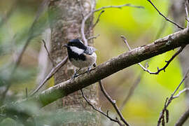 Coal Tit