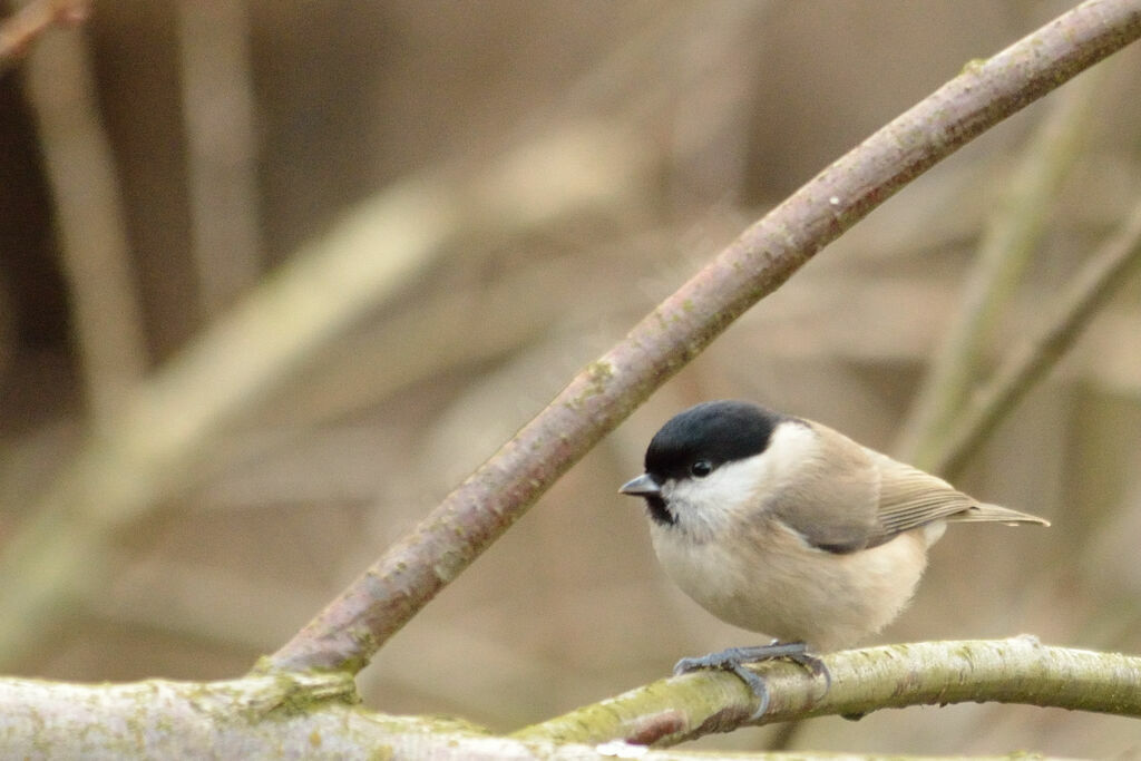 Mésange nonnette