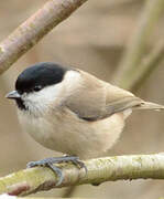 Marsh Tit