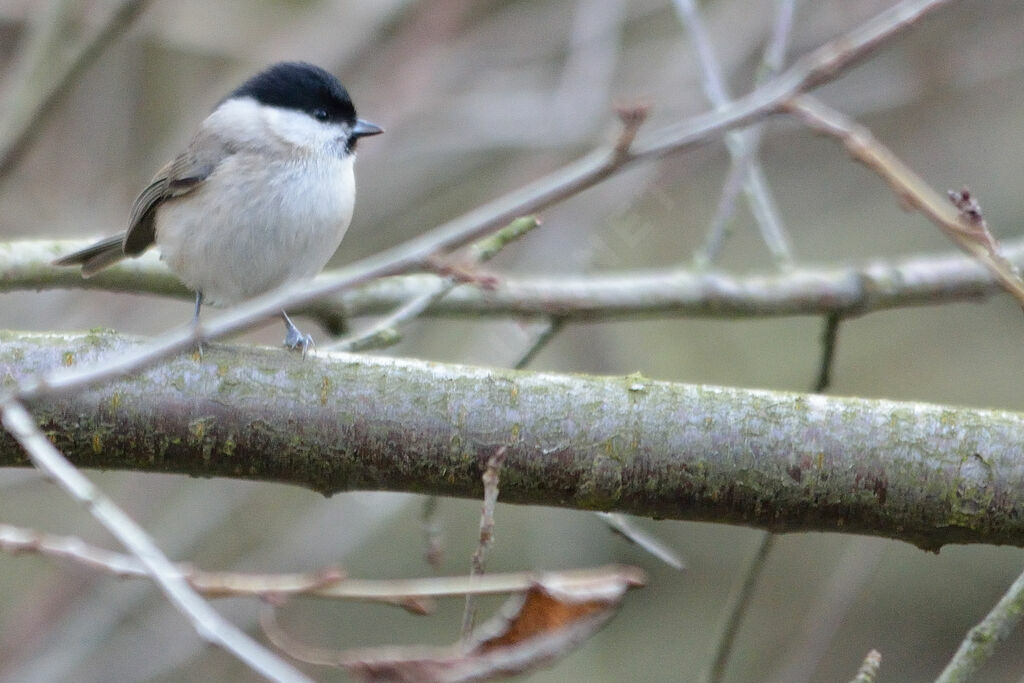 Mésange nonnette