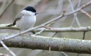 Marsh Tit