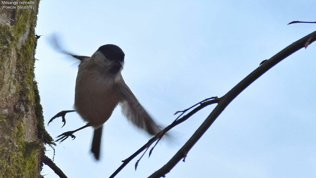 Marsh Tit