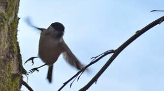 Marsh Tit