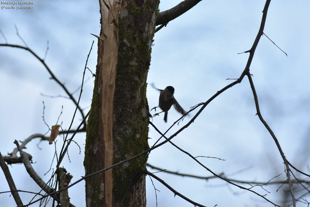 Marsh Tit