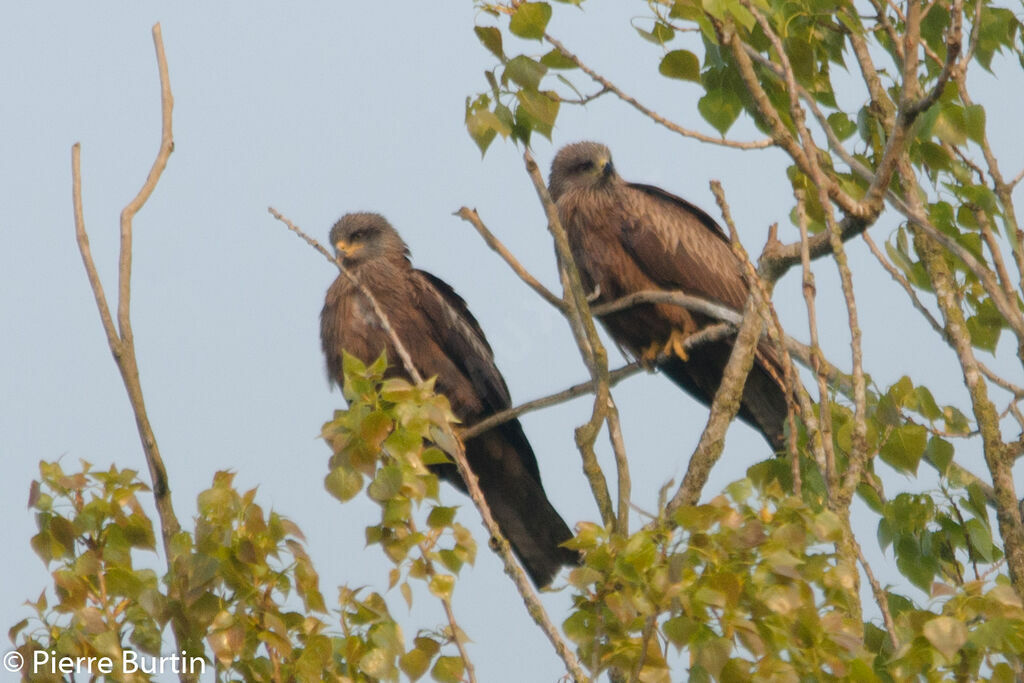 Black Kite