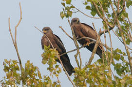 Black Kite