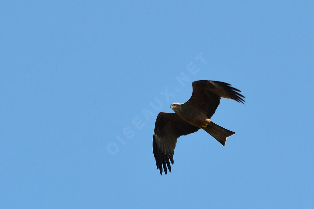 Black Kite