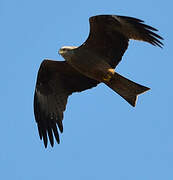 Black Kite