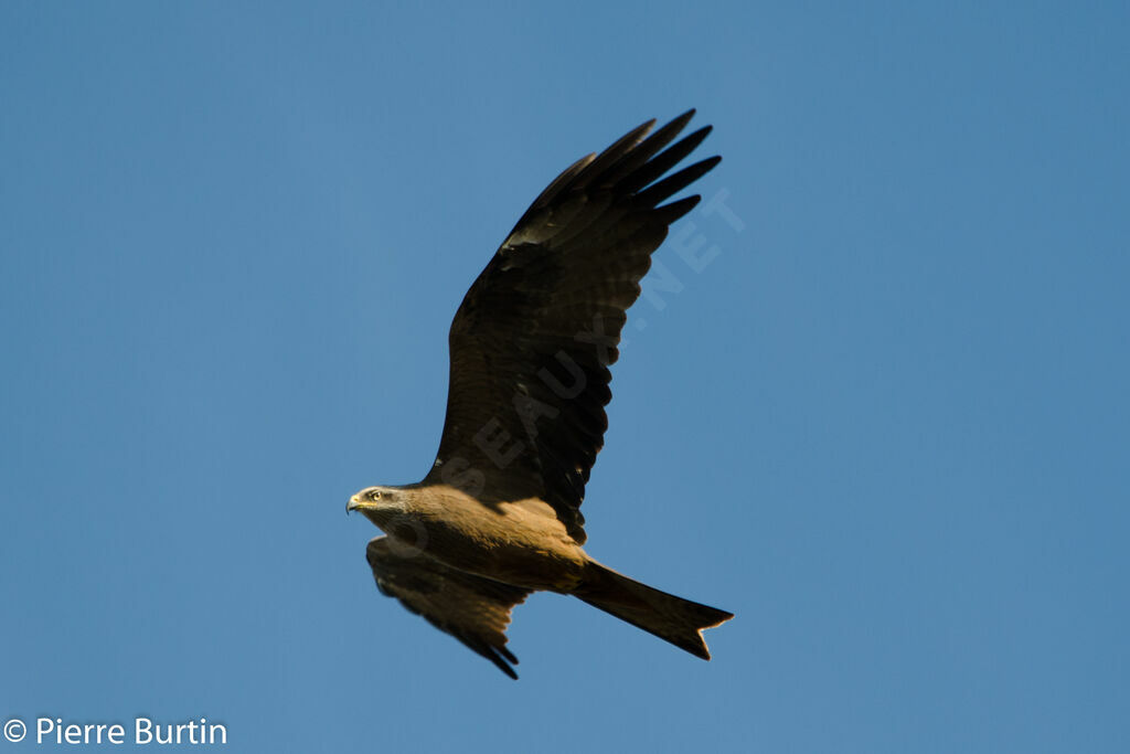 Black Kite