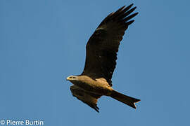 Black Kite