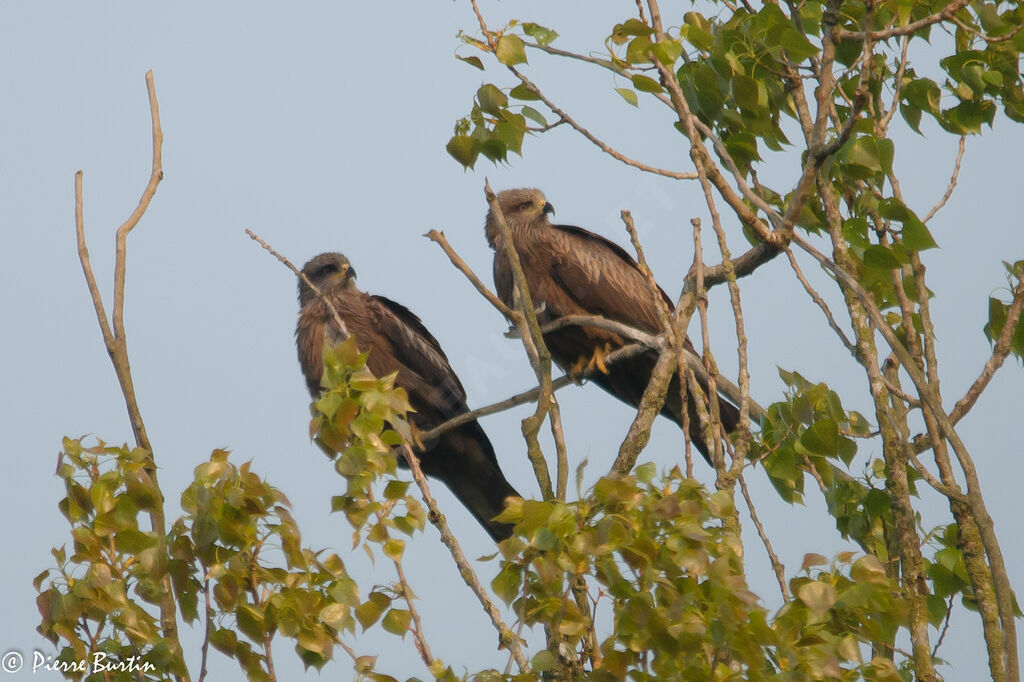 Black Kite , Reproduction-nesting