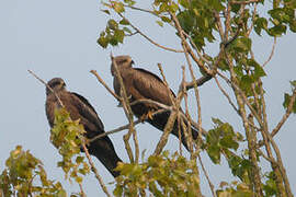 Black Kite