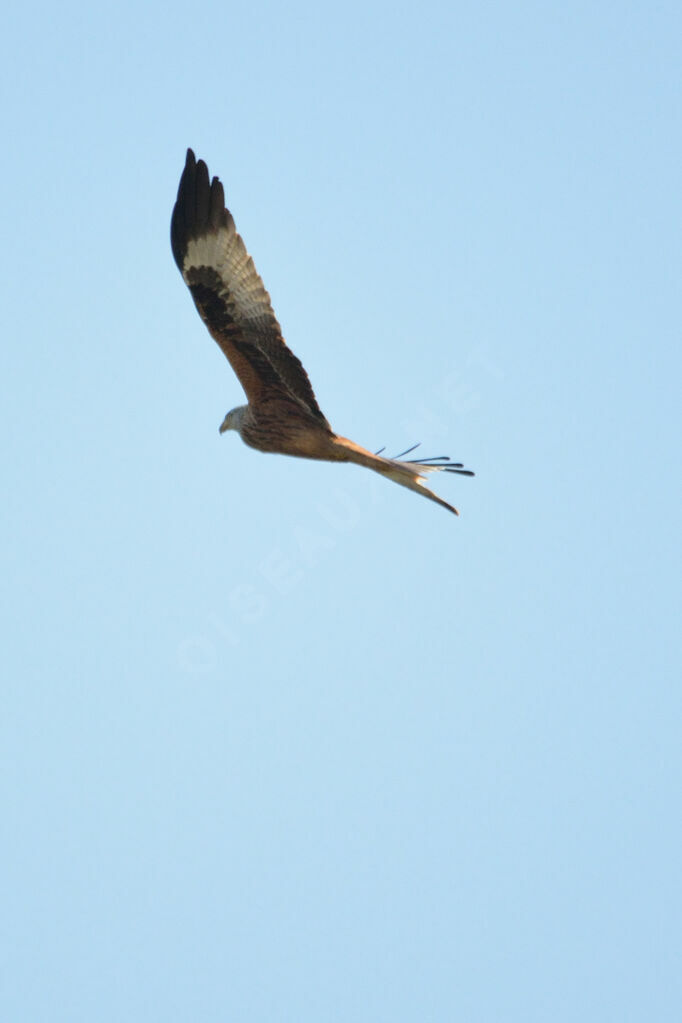 Red Kite