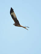 Red Kite