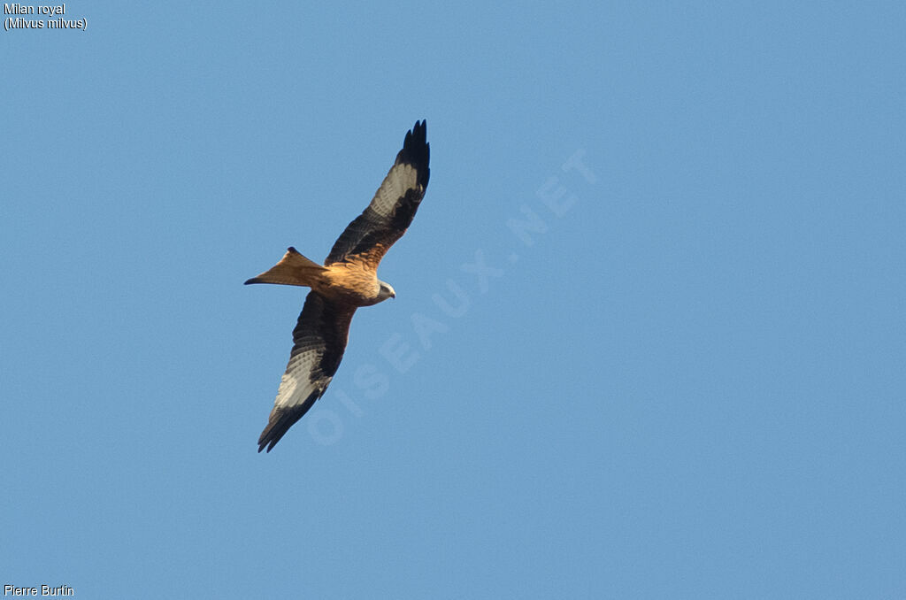 Red Kite