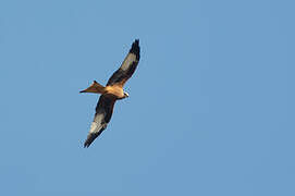 Red Kite