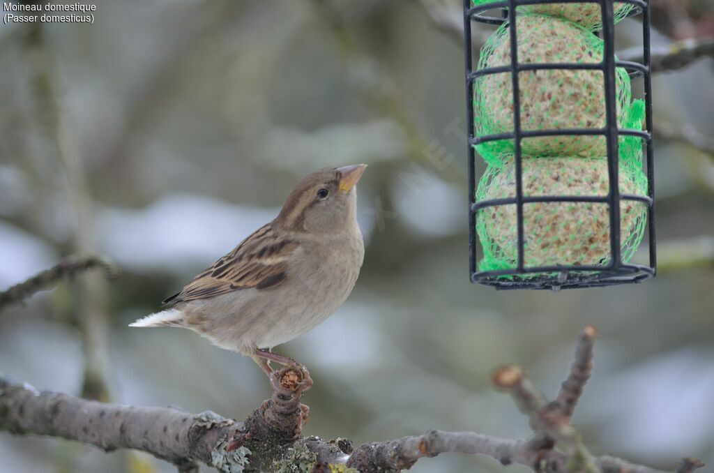 House Sparrow