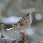 Moineau domestique