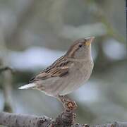 Moineau domestique