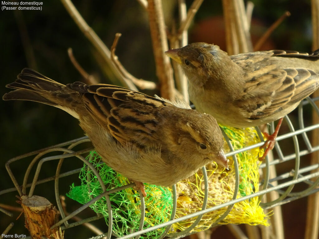 House Sparrow