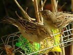 Moineau domestique