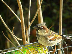 House Sparrow