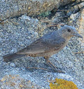 Blue Rock Thrush