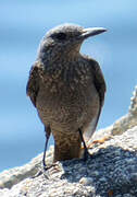 Blue Rock Thrush