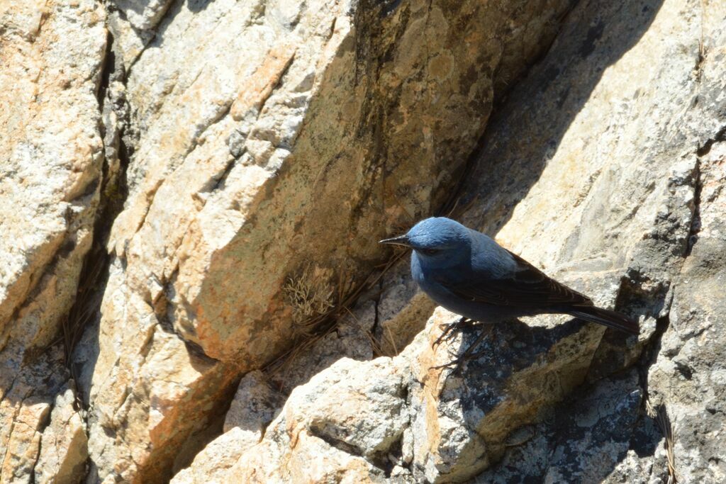 Blue Rock Thrush