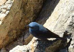 Blue Rock Thrush