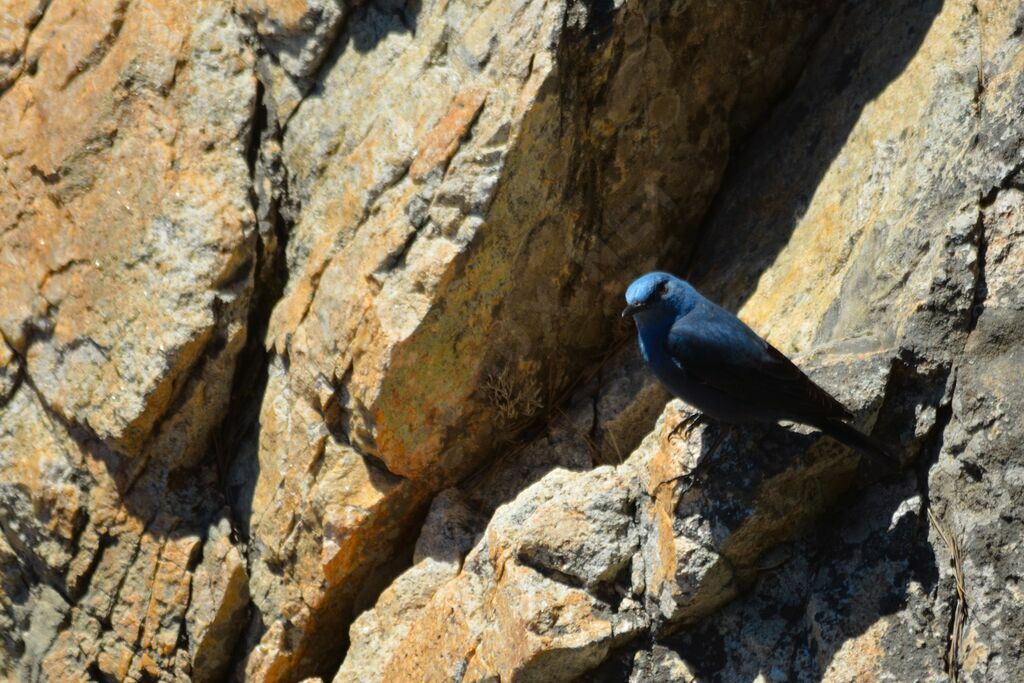 Blue Rock Thrush