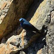 Blue Rock Thrush