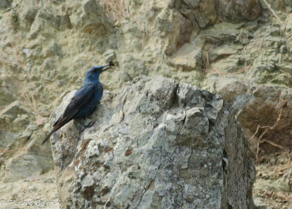 Blue Rock Thrush