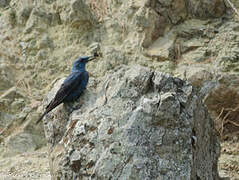 Blue Rock Thrush