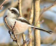 Long-tailed Tit