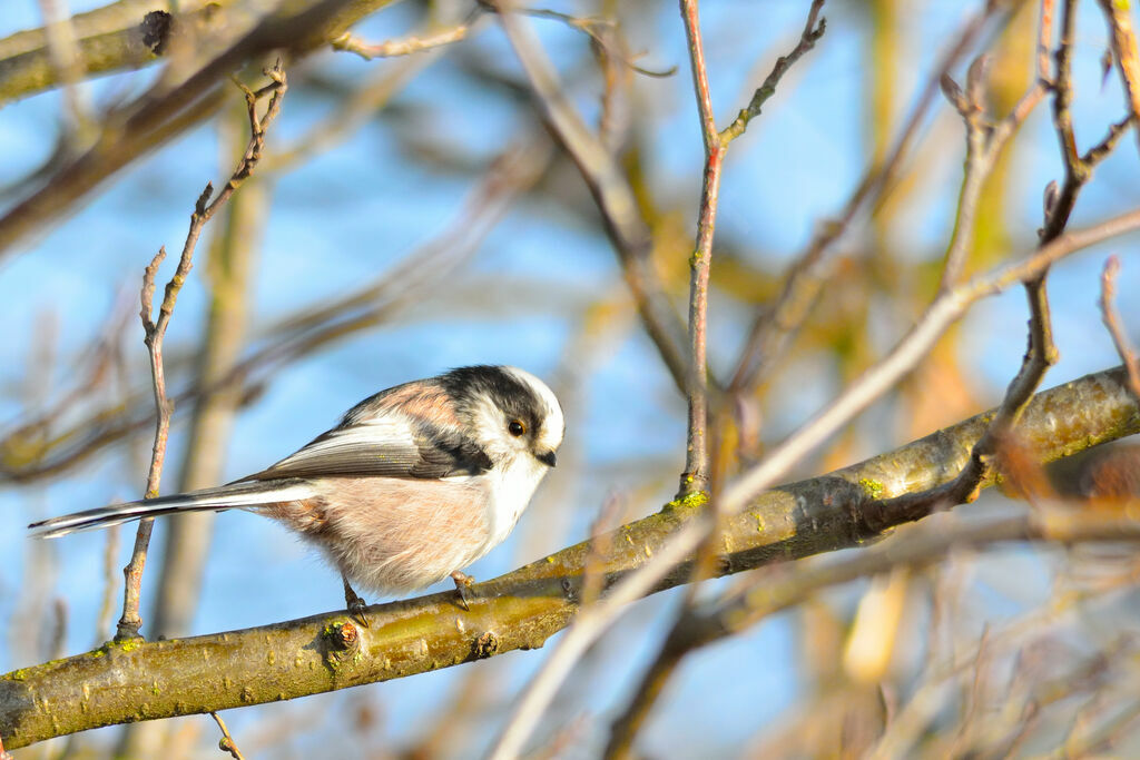 Long-tailed Tit