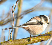 Long-tailed Tit