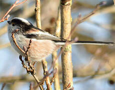 Long-tailed Tit