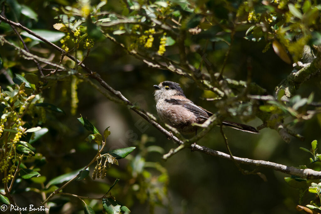 Long-tailed Tit